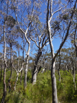 George Phillips Lookout II